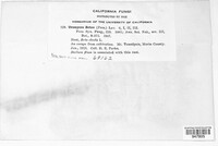 Uromyces betae image